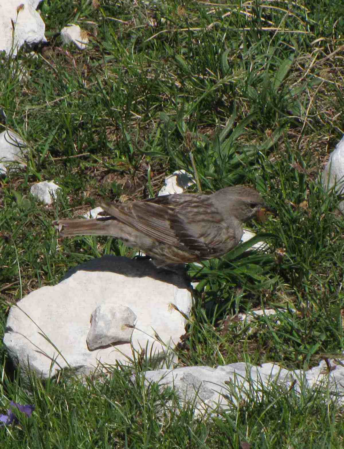 uccello sul terminillo